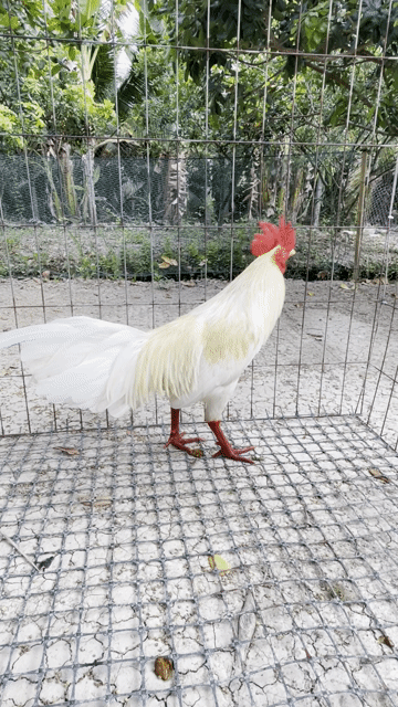Gà úa chân xanh. Mua bán Gà tại Huyện Cù Lao Dung Sóc Trăng được đăng bởi Nguyễn Hoài Bảo hình 1