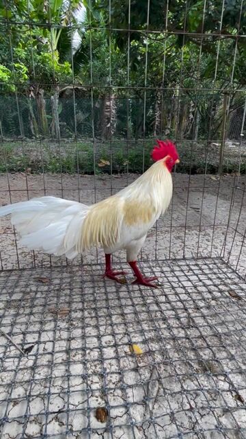 Gà úa chân xanh. Mua bán Gà tại Huyện Cù Lao Dung Sóc Trăng được đăng bởi Nguyễn Hoài Bảo hình 1