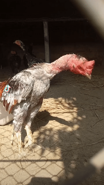 Gà chọi Đa sắc. Mua bán Gà tại Huyện Đông Sơn Thanh Hóa được đăng bởi Lê quang hà  hình 1