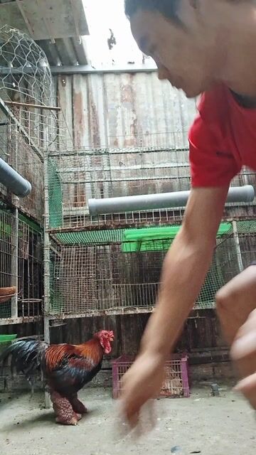 Gà thịt Đực Già. Mua bán Gà tại Thành phố Thủ Đức Tp Hồ Chí Minh được đăng bởi chuyên cung cấp gà đông tảo thuần chủng  hình 1