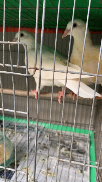 Chim Bồ câu Trắng 5 tháng. Mua bán Chim tại Quận 3 Tp Hồ Chí Minh được đăng bởi Tài Nguyễn hình 1
