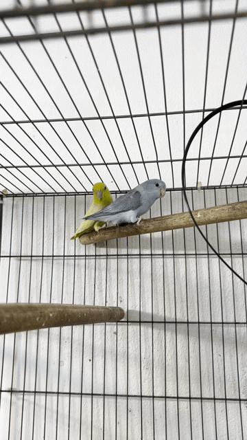 Vẹt Parrotlet Xanh Vàng. Mua bán Chim tại Quận Gò Vấp Tp Hồ Chí Minh được đăng bởi Chi Lê hình 1