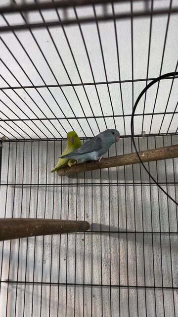 Vẹt Parrotlet Xanh Vàng. Mua bán Chim tại Quận Gò Vấp Tp Hồ Chí Minh được đăng bởi Chi Lê hình 1