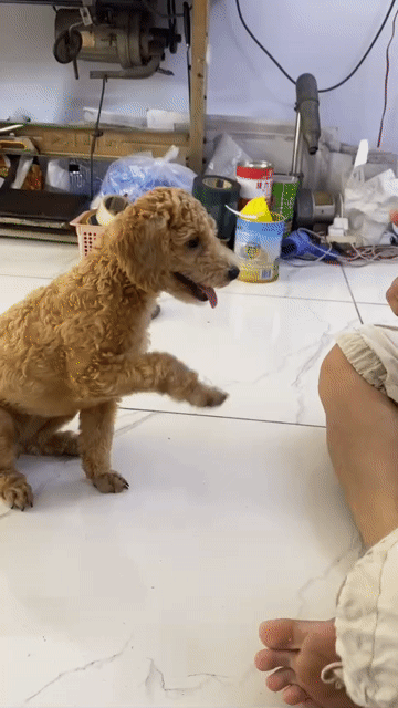 Chó Poodle gái đã tiêm. Mua bán Chó tại Huyện Bình Chánh Tp Hồ Chí Minh được đăng bởi Thắng nguyễn hình 1
