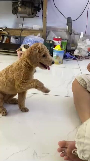 Chó Poodle gái đã tiêm. Mua bán Chó tại Huyện Bình Chánh Tp Hồ Chí Minh được đăng bởi Thắng nguyễn hình 1