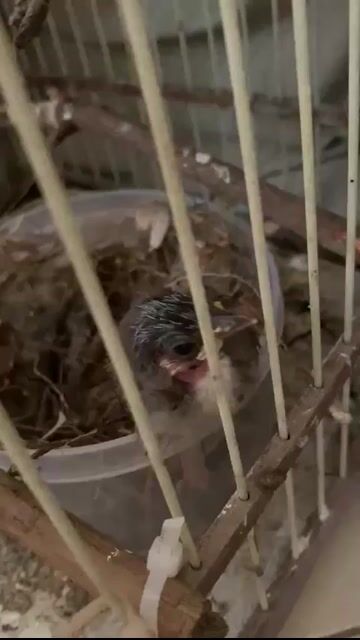 Chim non. Mua bán Chim tại Huyện Thanh Oai Hà Nội được đăng bởi Lê Quảng Đại hình 1