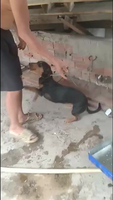 lạp xưởng cái sắp lên giống. Mua bán Chó tại Quận 12 Tp Hồ Chí Minh được đăng bởi Mộc hình 1