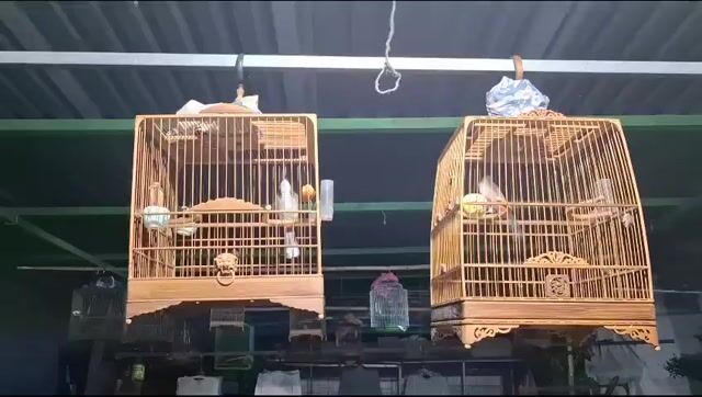 Cần tiền bán gầp trong 3 ngày. Mua bán Chim tại Quận 12 Tp Hồ Chí Minh được đăng bởi Nguyenvannhut hình 1