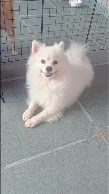 Bận Sửa nhà  để rẻ lại Chó Phốc Sóc Thái đực 1 năm. Mua bán Chó tại Quận Bình Tân Tp Hồ Chí Minh được đăng bởi Thanh Hieu hình 1