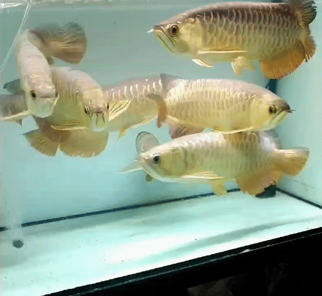 Cá Rồng Kim Long Vàng 4x. Mua bán Thú cưng khác tại Huyện Trảng Bàng Tây Ninh được đăng bởi Trảng Bàng hình 1