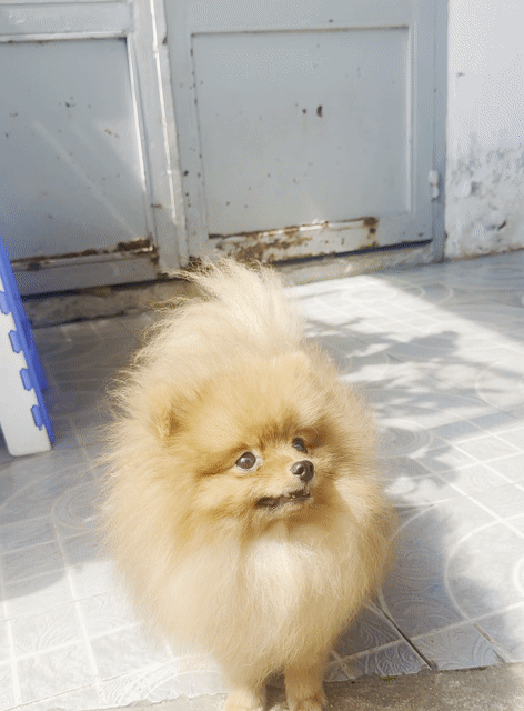 Chó Pomeranian siêu teacup 1.1kg 10 tháng. Mua bán Chó tại Thành phố Thủ Dầu Một Bình Dương được đăng bởi Vô Danh Trần hình 1