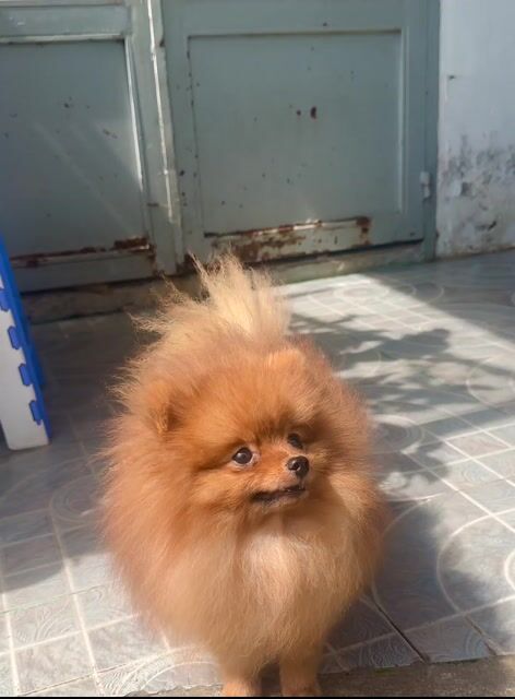 Chó Pomeranian siêu teacup 1.1kg 10 tháng. Mua bán Chó tại Thành phố Thủ Dầu Một Bình Dương được đăng bởi Vô Danh Trần hình 1