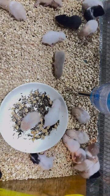 Chuột Hamster bear nhiều màu. Mua bán Thú cưng khác tại Huyện Củ Chi Tp Hồ Chí Minh được đăng bởi Nguyễn Ngọc Thạch hình 1