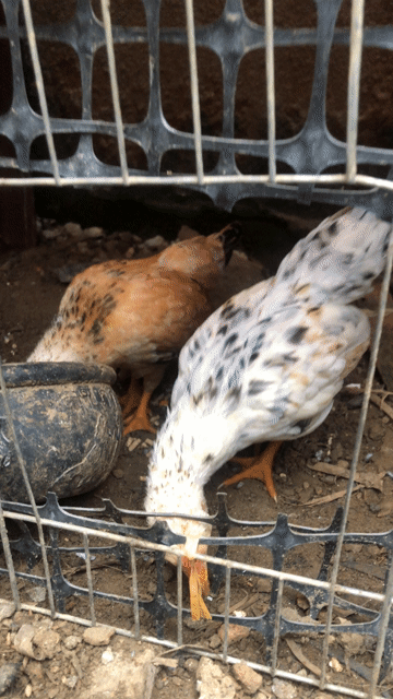 Gà Bắc Tít 1 trống 1 mái hơn 2 tháng tuổi. Mua bán Gà tại Huyện Chương Mỹ Hà Nội được đăng bởi Sơn hình 1