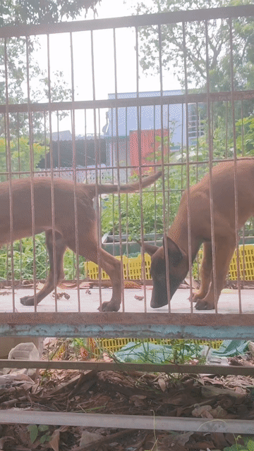 Chó Malinois Cái Đỏ nghiệp vụ. Mua bán Chó tại Thị xã Bến Cát Bình Dương được đăng bởi Viết diện Phạm hình 1