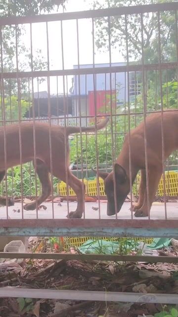 Chó Malinois Cái Đỏ nghiệp vụ. Mua bán Chó tại Thị xã Bến Cát Bình Dương được đăng bởi Viết diện Phạm hình 1