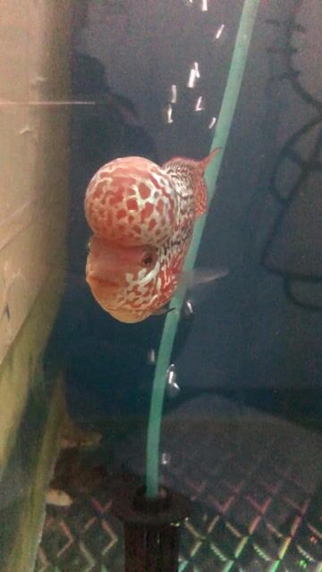 Cá la hán F3 Đỏ. Mua bán Thú cưng khác tại Quận 7 Tp Hồ Chí Minh được đăng bởi Nguyen Quang hình 1