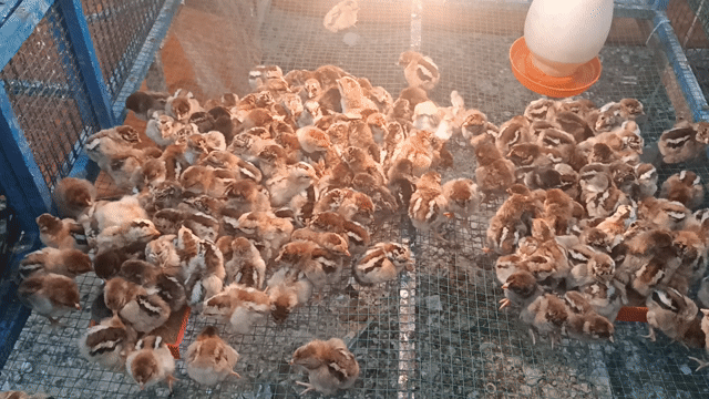 Gà con giống Nâu Trắng. Mua bán Gà tại Thành phố Thuận An Bình Dương được đăng bởi mây Tuệ An  hình 1