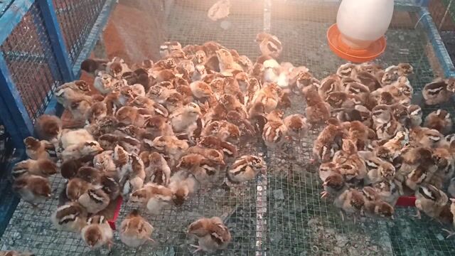 Gà con giống Nâu Trắng. Mua bán Gà tại Thành phố Thuận An Bình Dương được đăng bởi mây Tuệ An  hình 1