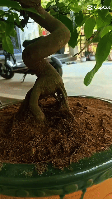  Bonsai Thuần chậu từ nhỏ. Mua bán Cây cảnh, đồ trang trí tại Huyện Hòa Vang Đà Nẵng được đăng bởi Doãn Ngọc hình 1
