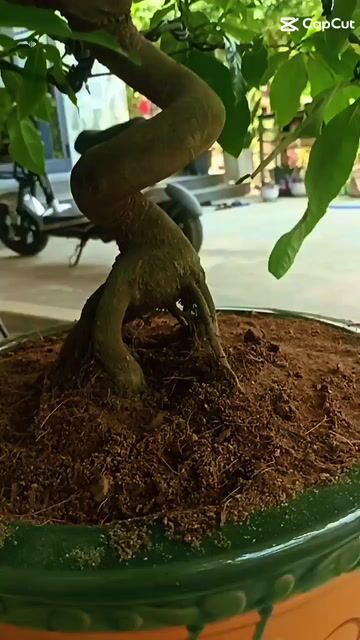  Bonsai Thuần chậu từ nhỏ. Mua bán Cây cảnh, đồ trang trí tại Huyện Hòa Vang Đà Nẵng được đăng bởi Doãn Ngọc hình 1