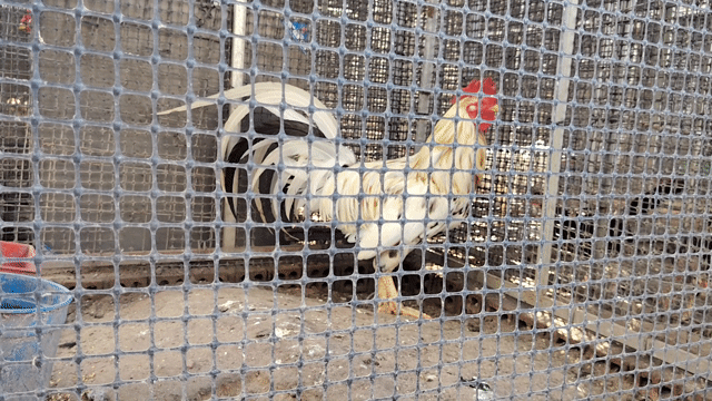Gà bướm lai F1 trống 3.8kg . Mua bán Gà tại Huyện Hóc Môn Tp Hồ Chí Minh được đăng bởi lê khanh hình 1
