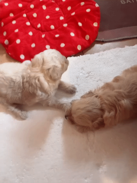 Chó podol đực vàng và kem sữa. Mua bán Chó tại Quận Ngô Quyền Hải Phòng được đăng bởi Nhung Lee hình 1