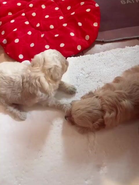 Chó podol đực vàng và kem sữa. Mua bán Chó tại Quận Ngô Quyền Hải Phòng được đăng bởi Nhung Lee hình 1