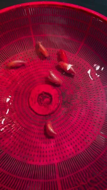 Cá vàng Tini Redwhite Đỏ Trắng. Mua bán Thú cưng khác tại Huyện Hóc Môn Tp Hồ Chí Minh được đăng bởi Tiệm Nhà Cá Vàng  hình 1