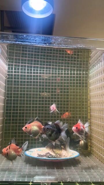 Cá vàng Đa màu sắc 2n-2.5. Mua bán Thú cưng khác tại Thành phố Thủ Đức Tp Hồ Chí Minh được đăng bởi Tys hình 1