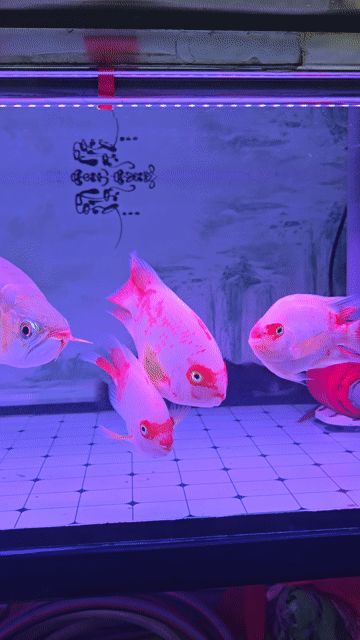 Cá Koi 4n Hồng. Mua bán Thú cưng khác tại Huyện Hoài Đức Hà Nội được đăng bởi Leduc hình 1