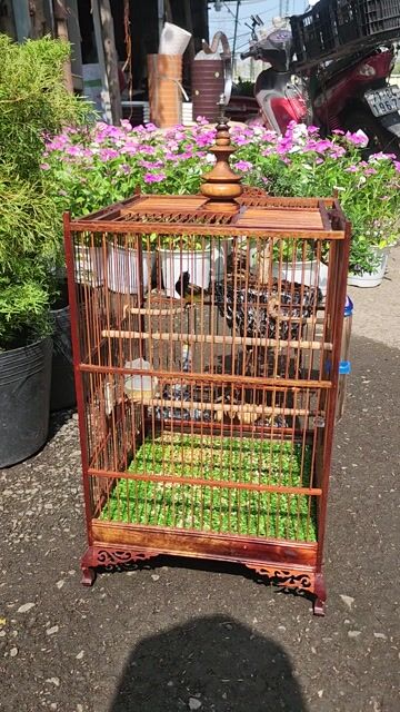 Chim hút mật đực. Mua bán Chim tại Huyện Tam Bình Vĩnh Long được đăng bởi Lão Nông hình 1