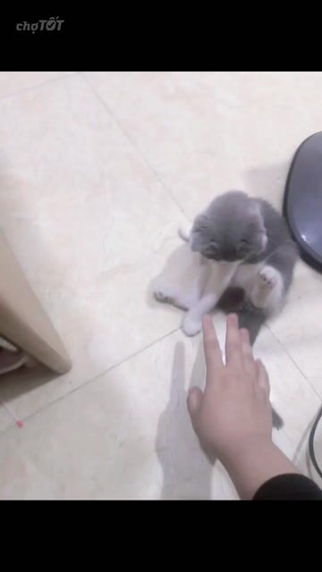Mèo Silver Cái Xám trắng. Mua bán Mèo tại Thành phố Thủ Đức Tp Hồ Chí Minh được đăng bởi Trần nguyễn Bảo thy hình 1