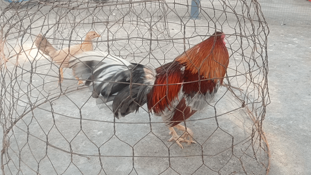 xám 1kg4. Mua bán Gà tại Huyện Cần Đước Long An được đăng bởi Anh khoa cần đước  hình 1