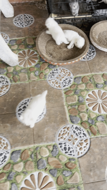 Mèo Ba Tư 2 tháng Trắng. Mua bán Mèo tại Huyện Xuân Lộc Đồng Nai được đăng bởi Diễm Hồ hình 1