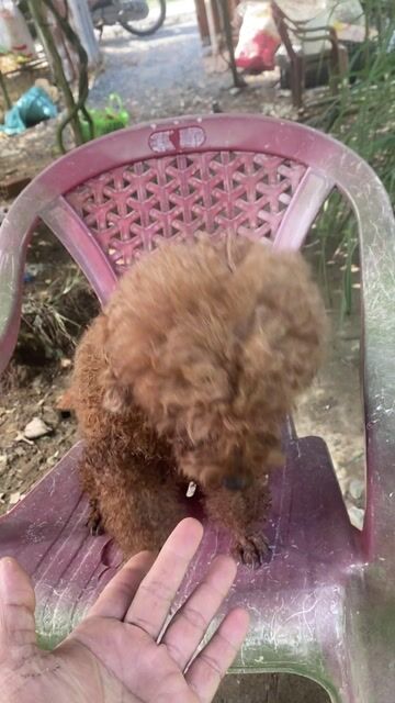 Chó Poodle cái đã tiêm phòng. Mua bán Chó tại Thị xã Cai Lậy Tiền Giang được đăng bởi duy phạm hình 1