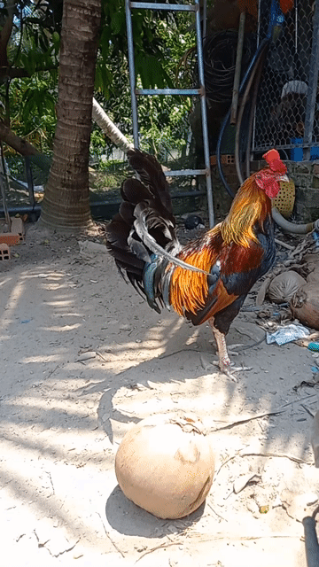 Điều 3kg gà 1 máu mua của trại gà 2 Xuân !!!. Mua bán Gà tại Thành phố Ngã Bảy Hậu Giang được đăng bởi Trung Dương hình 1