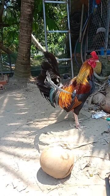 Điều 3kg gà 1 máu mua của trại gà 2 Xuân !!!. Mua bán Gà tại Thành phố Ngã Bảy Hậu Giang được đăng bởi Trung Dương hình 1