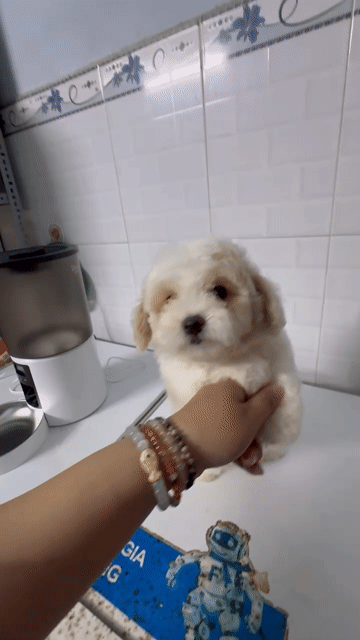 Poodle * bichon cái nhà nuôi. Mua bán Chó tại Quận 12 Tp Hồ Chí Minh được đăng bởi Hy hình 1