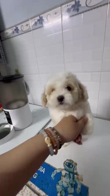 Poodle * bichon cái nhà nuôi. Mua bán Chó tại Quận 12 Tp Hồ Chí Minh được đăng bởi Hy hình 1