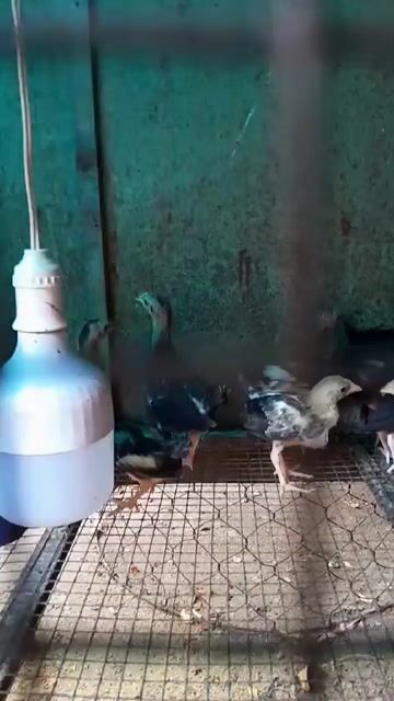 Gà Butcher 1.5 tháng. Mua bán Gà tại Quận Bình Tân Tp Hồ Chí Minh được đăng bởi Butcher hình 1