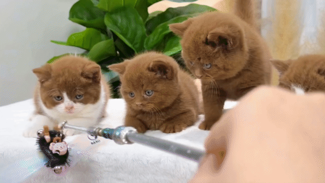 Đàn mèo bicinamon, cin, golden muchkin xinh đẹp. Mua bán Mèo tại Quận 1 Tp Hồ Chí Minh được đăng bởi Âu Minh Huy hình 1