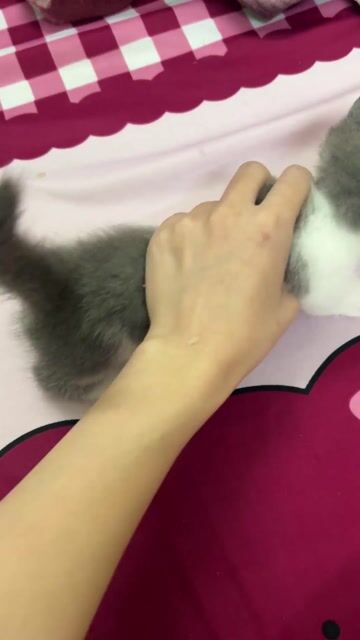 Mèo Bicolor chân lùn đực Trắng xám. Mua bán Mèo tại Quận 11 Tp Hồ Chí Minh được đăng bởi Ngọc Ngọc Meow hình 1