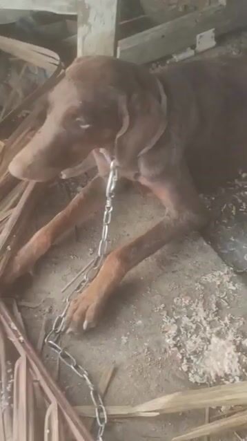 Cần bán 3 con Doberman 1 Đực 2 Cái. Mua bán Chó tại Huyện Bình Chánh Tp Hồ Chí Minh được đăng bởi Phạm Thanh Phong hình 1