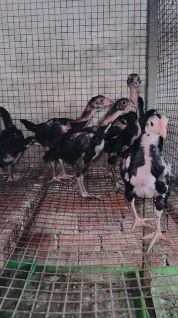 Gà Asil Pakistan 20 ngày - 1 tháng tuổi,làm giống. Mua bán Gà tại Thị xã Bến Cát Bình Dương được đăng bởi Louis Khang Láp Fram hình 1
