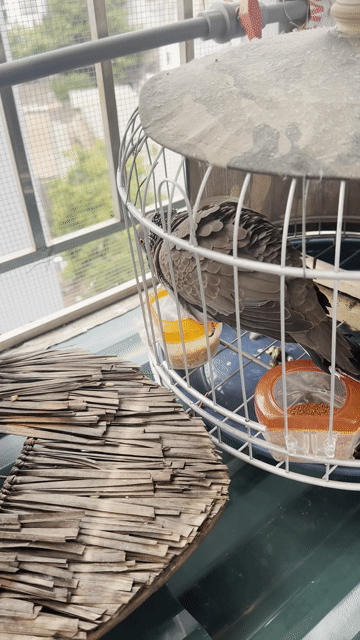 Chim cu gáy Giọng đồng diều. Mua bán Chim tại Quận Nam Từ Liêm Hà Nội được đăng bởi Trung hình 1
