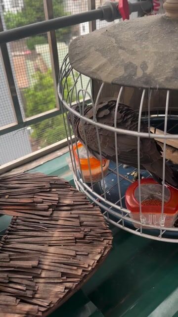 Chim cu gáy Giọng đồng diều. Mua bán Chim tại Quận Nam Từ Liêm Hà Nội được đăng bởi Trung hình 1