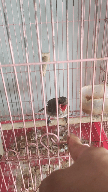 Chim Hoành hoạch trắng non. Mua bán Chim tại Huyện Tháp Mười Đồng Tháp được đăng bởi Minh Trung Nguyen hình 1