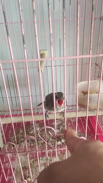 Chim Hoành hoạch trắng non. Mua bán Chim tại Huyện Tháp Mười Đồng Tháp được đăng bởi Minh Trung Nguyen hình 1