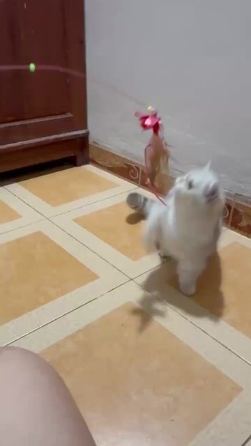 Mèo chân lùn silver tabby lớn rất xinh đang gào. Mua bán Mèo tại Thành phố Thủ Đức Tp Hồ Chí Minh được đăng bởi Âu Minh Huy hình 1